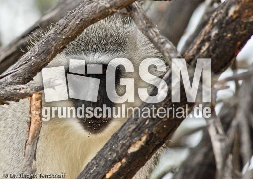 Grüne Meerkatzen (55 von 67).jpg